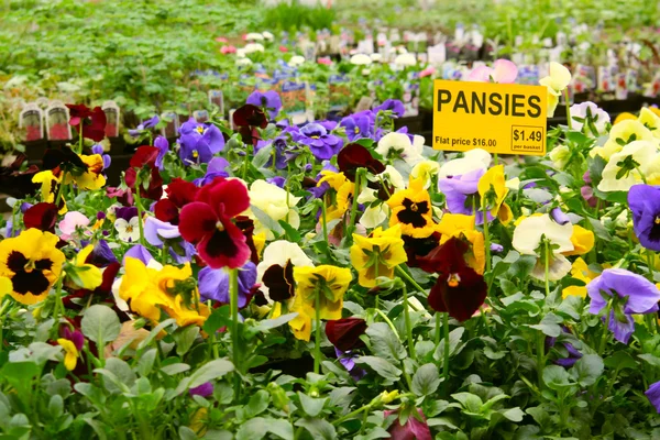 Spring pansies — Stock Photo, Image