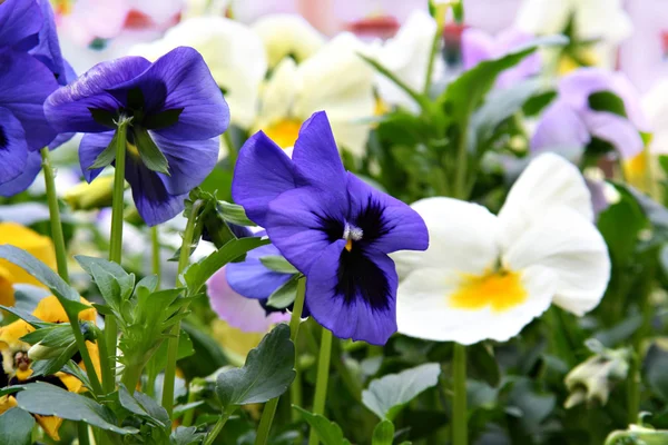 Lente viooltjes — Stockfoto