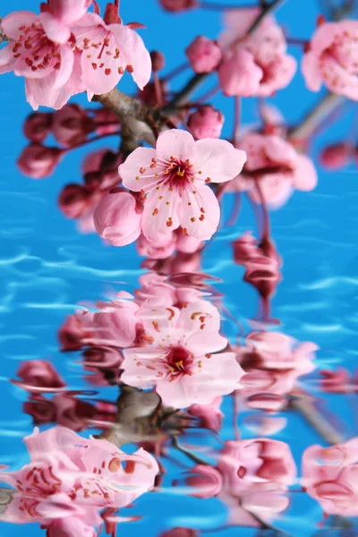 Άνθη κερασιάς — Φωτογραφία Αρχείου