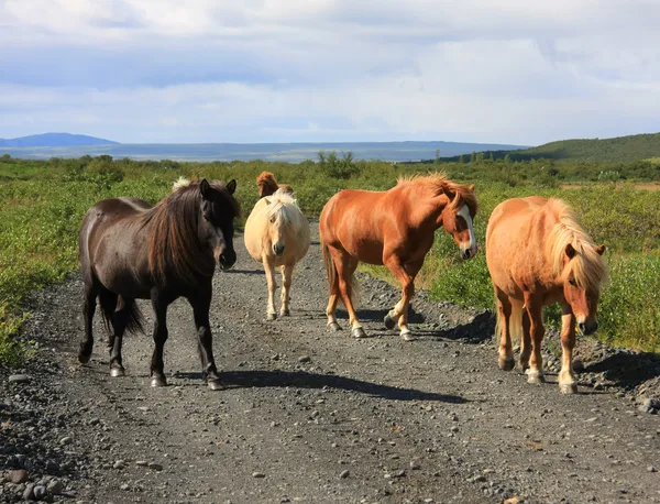 Ισλανδικά άλογα — Φωτογραφία Αρχείου