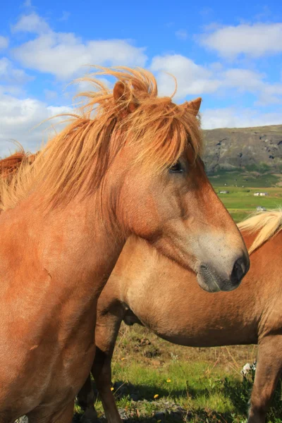 Cavalo islandês — Fotografia de Stock