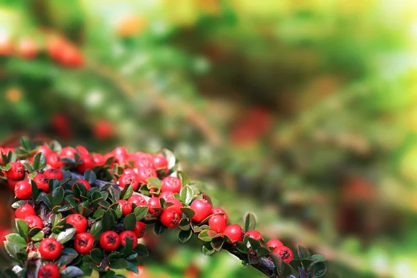 Christmas berries. — Stock Photo, Image