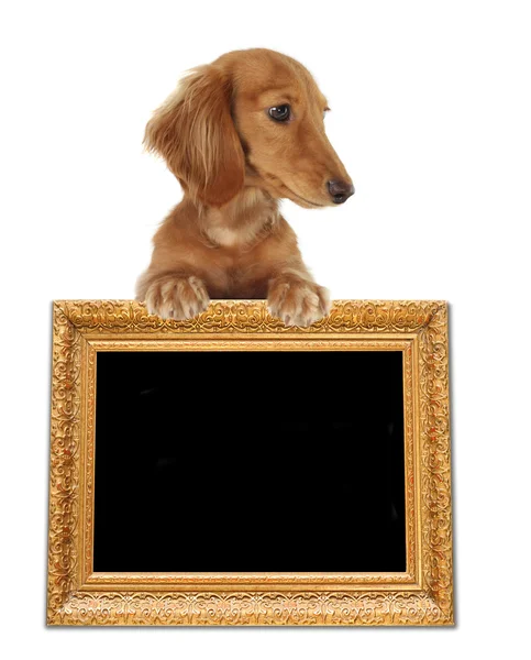 Dakshund — Stockfoto