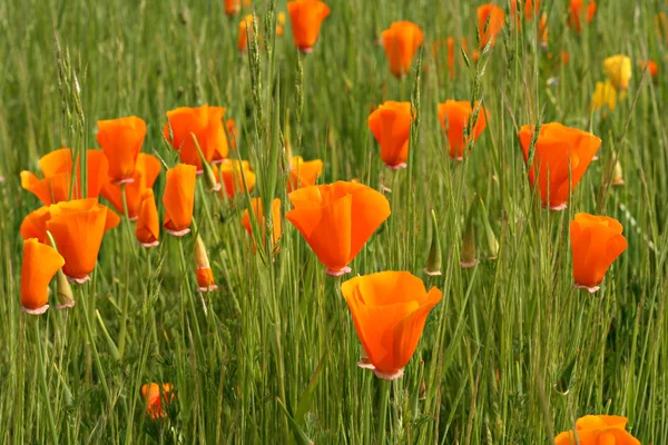 Orange poppies — Stock Photo, Image