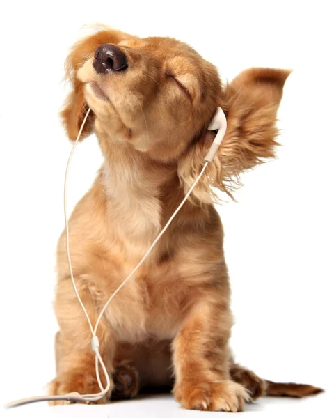 音楽子犬 ロイヤリティフリーのストック画像