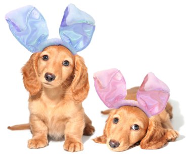 Easter bunny puppies clipart