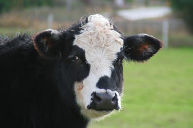 Cow. clipart