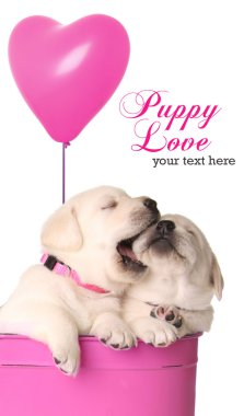 Playfull puppies clipart