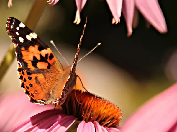 王蝶在花朵上 — 图库照片