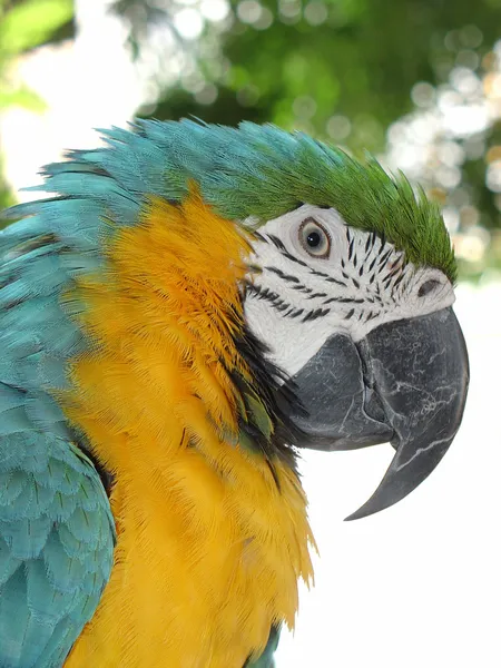 Papagei, blau und gelb — Stockfoto