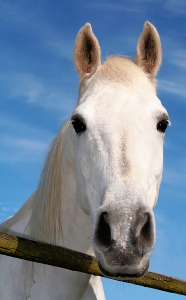 漂亮的白马 — 图库照片