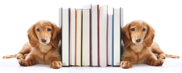 A könyv végén kiskutya — Stock Fotó