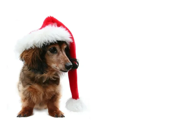 Χριστούγεννα είδος γερμανικού κυνηγετικού σκύλου — Φωτογραφία Αρχείου