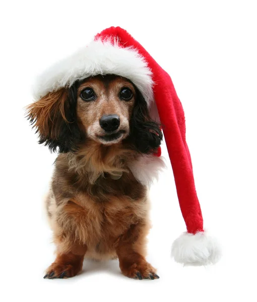 Natal dachshund — Fotografia de Stock