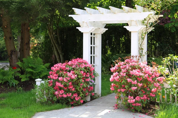 Jardim mandril e flores cor de rosa . — Fotografia de Stock