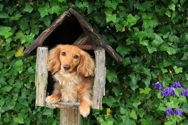 Filhote de cachorro Caixa de correio — Fotografia de Stock