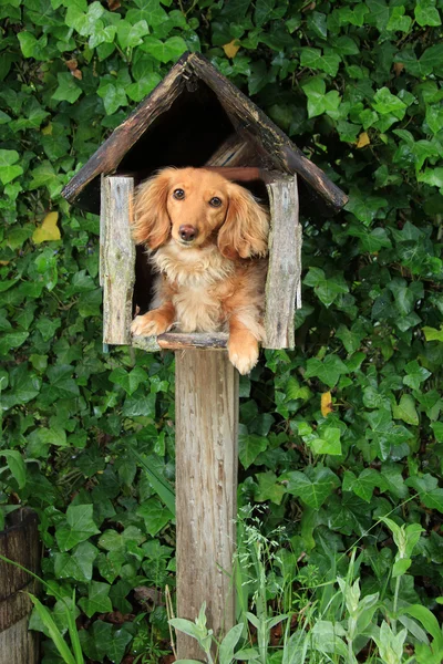 Posta kutusu köpek yavrusu — Stok fotoğraf