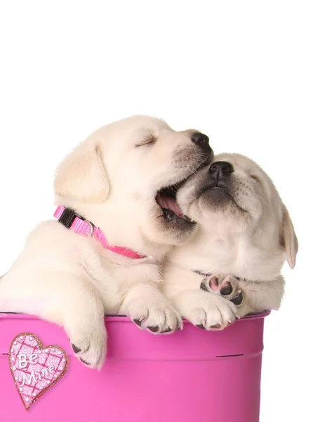 Valentine puppies — Stock Photo, Image