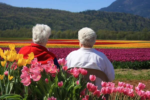 Oudere dames in de tulpen — Stockfoto