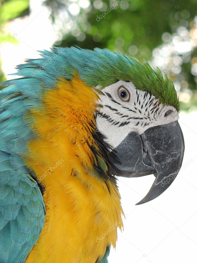 Parrot, blue and yellow