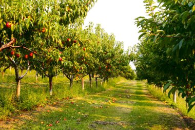 Nectarine orchard clipart