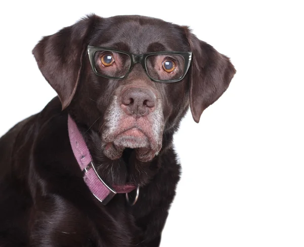 Labradro pies w okularach. — Zdjęcie stockowe