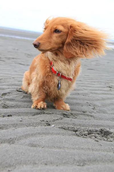 Пляжная собака — стоковое фото