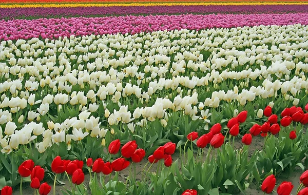 Campi di fiori di tulipano — Foto Stock