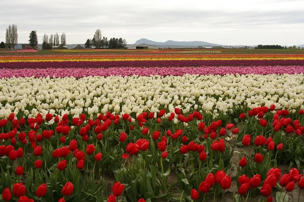 Tulpenblumenfelder — Stockfoto