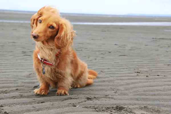 Пляжная собака — стоковое фото