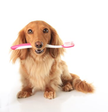 Dog toothbrush clipart