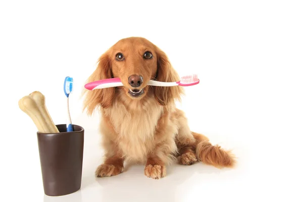 Köpek ve diş fırçası — Stok fotoğraf