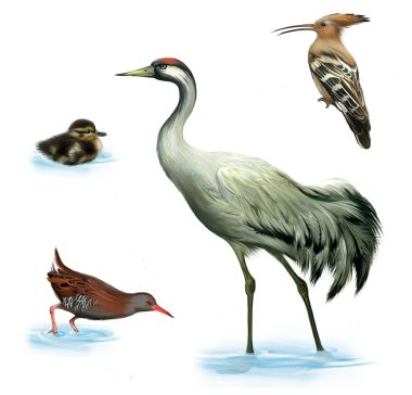 Grey heron, duckling, hoopoe bird and water rail on a white background clipart