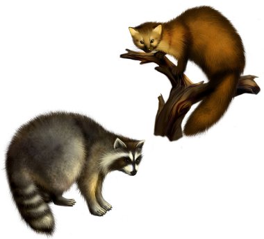 Raccoon and Marten on a White Background clipart