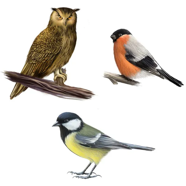 Owl, Tit and Bullfinch on a White Background — Stock Photo, Image