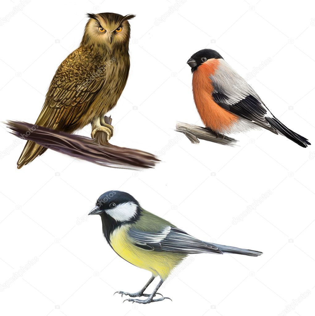 Owl, Tit and Bullfinch on a White Background