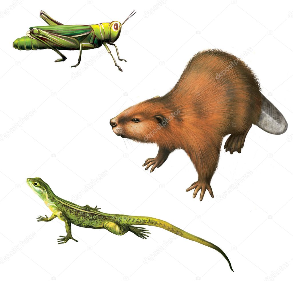 Grasshopper, beaver and lizard on the white background