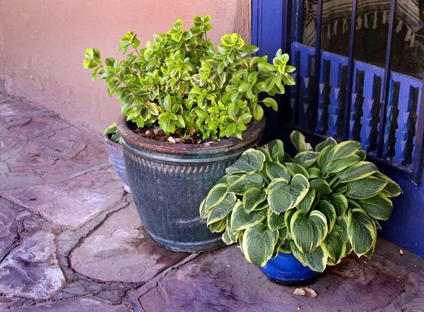 Garden ceramic flower pot with plants — Stock Photo, Image