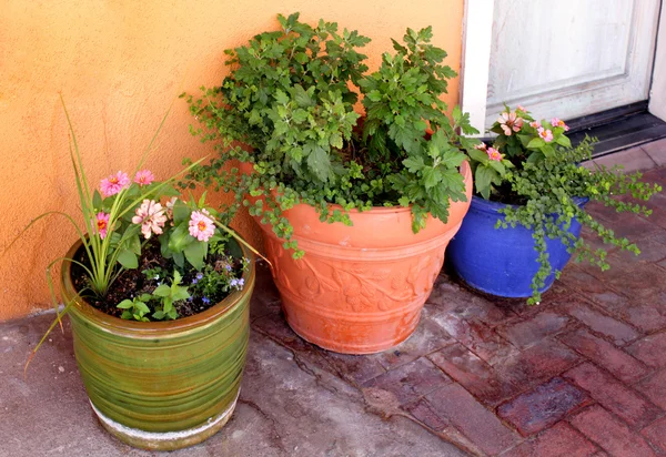 Tuin? eramic bloempot met planten en bloemen — Stockfoto