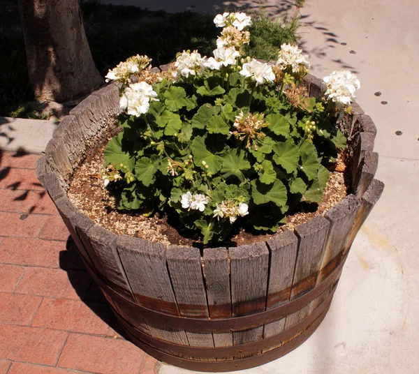 Bloomer in outdoor wooden flowerpot — Stock Photo, Image