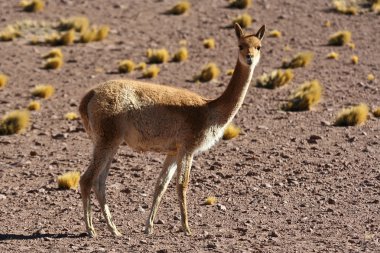 Vicuna clipart