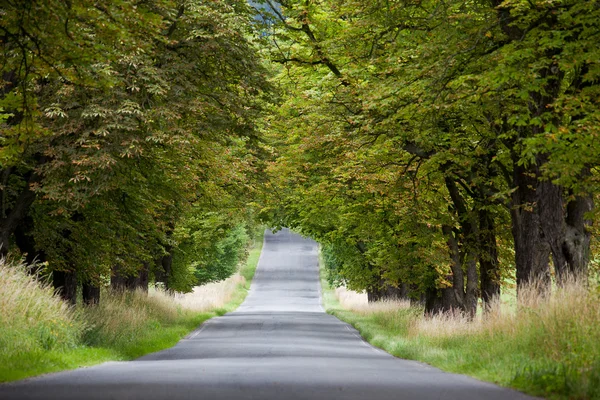 Stock image Chesnut alley