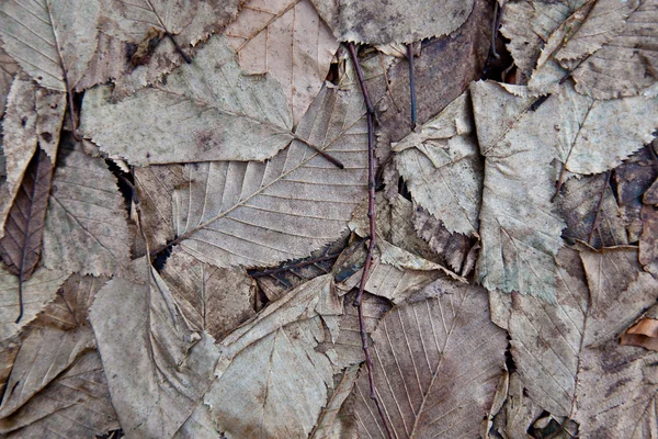 Textura das folhas secas — Fotografia de Stock