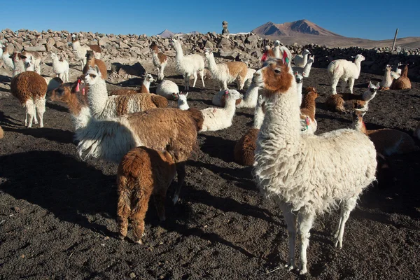 stock image Andean lamas