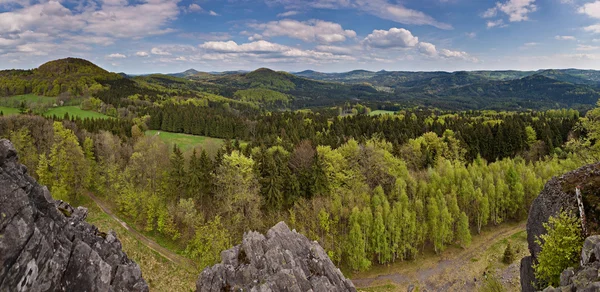 stock image Spring forest