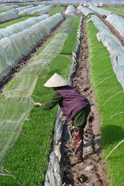 Azië landbouwer — Stockfoto