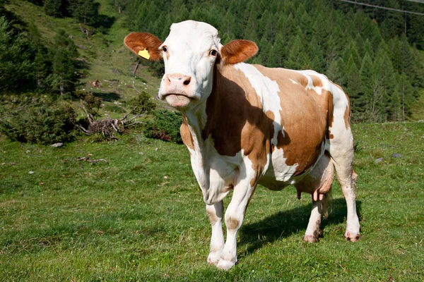 Alpen αγελάδα — Φωτογραφία Αρχείου