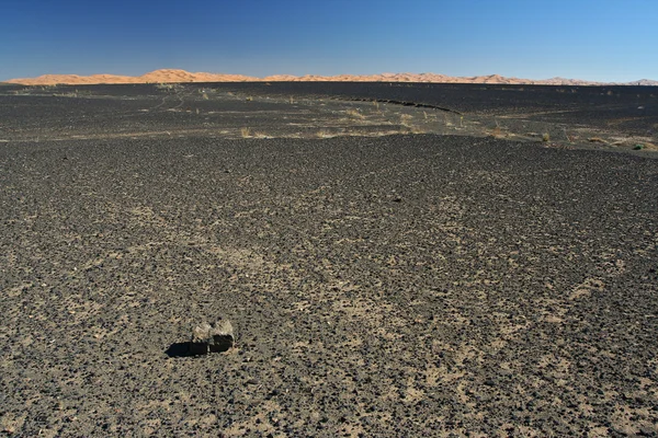 Deșertul de piatră - hamada — Fotografie, imagine de stoc