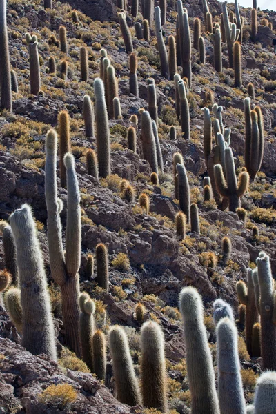 Kaktusové půdy — Stock fotografie