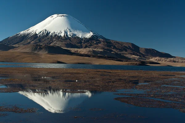 Vulcão andino Parinacota — Fotografia de Stock